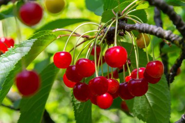 Sulu kırmızı kirazlar yeşil dallardan sarkan canlı bir meyve bahçesinde, ılık yaz ışığı altında olgunlaşan cazibelerini sergiliyorlar..