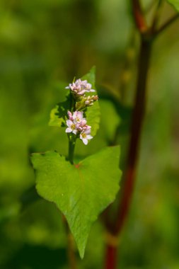 Çiçekli karabuğday tarlası. Karabuğday tarlada büyüyor.