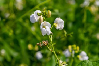 Zarif beyaz çiçekler, parlak güneş ışığı altında canlı yeşil yapraklarla çevrili ince bir gövdede açar. Doğanın güzelliğini gözler önüne serer..