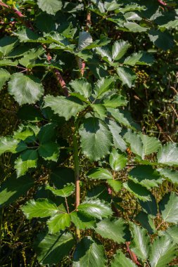 Olgunlaşmamış böğürtlen closeup bulanık yeşil arka plana sahip.