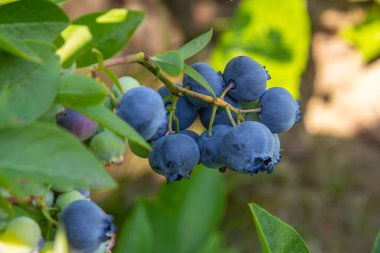 Canlı bir mavi yaban mersini çalısı Olgunlaşmış yabanmersini kümelerini iyi bakılmış bir bahçede sergiliyor.