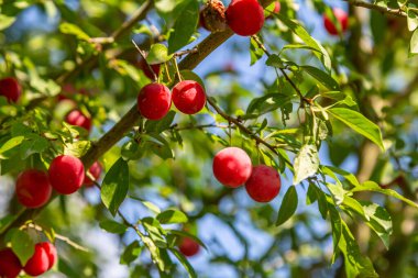 Sulu kırmızı meyveler yeşil bir ağaç dalından sarkır. Etrafı zengin yapraklarla çevrilidir. Açık havada güneşli bir günde güneşlenirler..