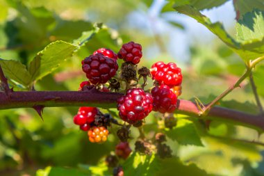 Olgunlaşmamış böğürtlen closeup bulanık yeşil arka plana sahip.