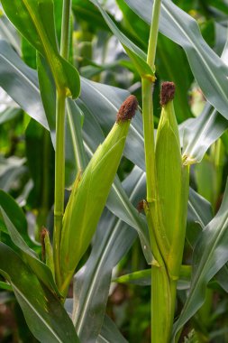 Tarlada taze mısır bitkileri, yeşil yapraklar, gövde. Mavi gökyüzü arka planı. Güneş ışınları alanı aydınlatır.