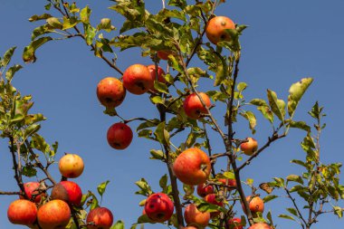 Kırmızı ve sarı elmalar ağaç dallarından sarkan cömert hasadı sergiliyorlar. Bereketli yeşil yapraklar, canlı mavi gökyüzüne karşı meyvenin etrafını sarıyor..