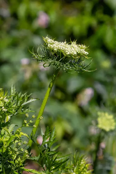 Çiçek açan bir bitki demetleri ince yeşil bir sapın üzerinde küçük beyaz çiçek demetleri sergiliyor, güneşli bir günde canlı yeşilliklerle çevrili..