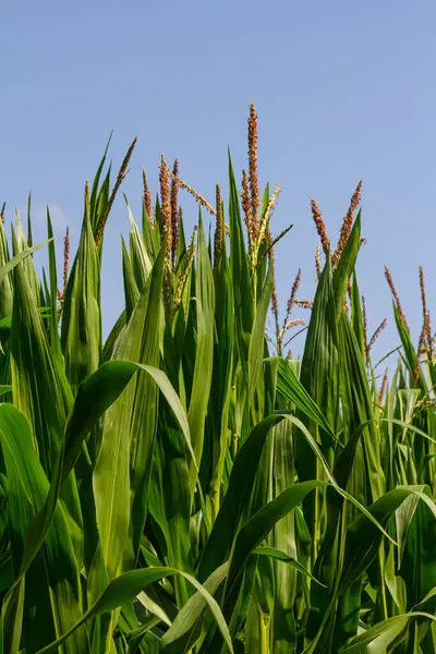 Kara toprakta yetişen bir mısır filizinin endüstriyel tarlası. Gün batımında mısır güzel sıralarda yetişir. Tarım arazisi.