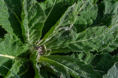 İlkbaharda Mullein tespihi. Verbascum kabarık yaprakları.