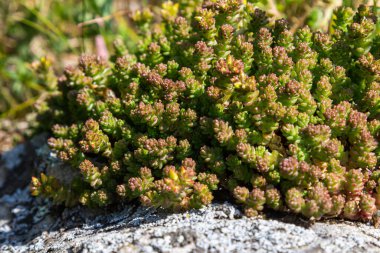 Müller tohumları orman yatağında. Sedum dönümü. Tarlada yetişen sarı çiçekler.