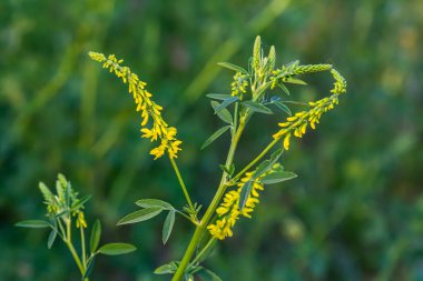 Vahşi bloom Melilotus officinalis - bal, uçucu yağ ve tıbbi bitki.