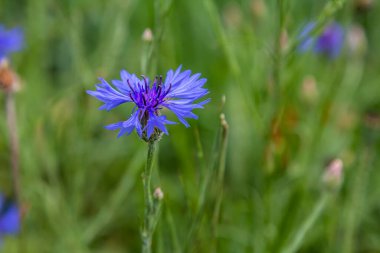 Centaurea siyanus tarlalarımızda yaygın bir çiçektir..