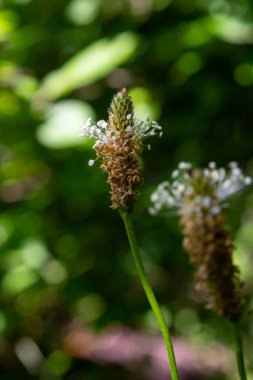 Yaban çiçeği Ribwort plantain 'ın yakın çekimi, Plantago Lanceolata.