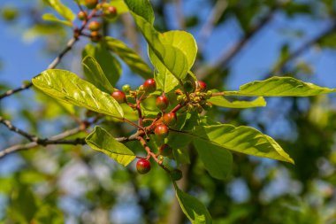 Prunus padus bird cherry böğürtlenli böğürtlen, kara böğürtlenli mayday ağacı dalları ve bulanık arkaplanda sarı yapraklar.