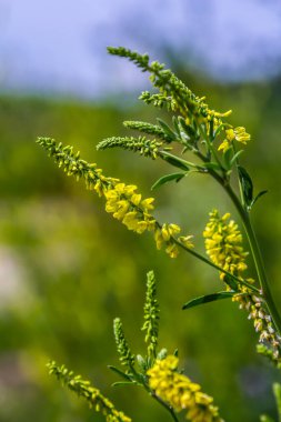 Vahşi bloom Melilotus officinalis - bal, uçucu yağ ve tıbbi bitki.