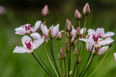Foto butomus umbellatus çiçek burchardia, makro fotoğraf, orman suyu zambağı çiçeği, yaz baharı, botanik, arka plan pembesi.
