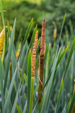 Geniş yapraklı yarasa Typha latifolia bataklık yaşam alanlarını tercih eder, sık sık gölet kıyısında yaşar..