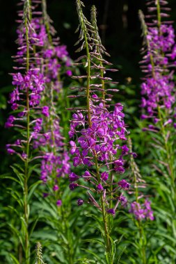 Çiçek açan muhteşem ateş otu Chamaenerion angustifolium akşam güneşi tarafından vurgulanır. Bir demet çiçek açan Rosebay Willoerbs.