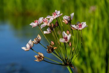 Foto butomus umbellatus çiçek burchardia, makro fotoğraf, orman suyu zambağı çiçeği, yaz baharı, botanik, arka plan pembesi.