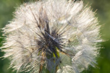 Keçi sakalı, Tragopogon pratensis, çiçek tohumu başı tüylü tohumlar ve bulanık yapraklardan oluşan bir arka plan..