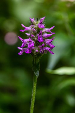 Betonica officinalis Stachys officinalis, yaygın olarak bilinen adıyla hedgenettle, betony, ahşap betony, piskopos otu veya piskopos otu, Lamiaceae familyasından bir bitki türü..