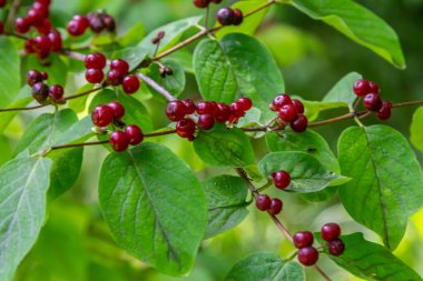 Festive Holiday Honeysuckle Branch with Red Berries Lonicera xylosteum.