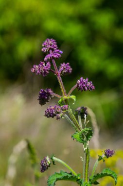 Mor leylak çayı. Kulübe bahçesinin doğal sınırında güzel bir süs bitkisi. Salvia verticillata - Mor Yağmur.