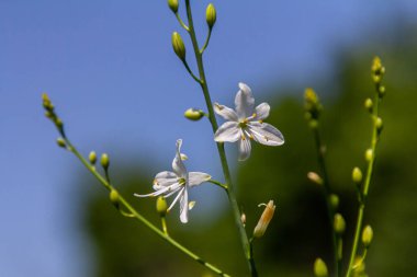 Anthericum ramosum 'un narin, beyaz ve sarı çiçekleri, yıldız şeklinde, vahşi, bulanık yeşil arka planda büyüyen, parlak ve güneşli yaz günü,.