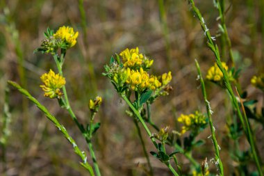 Medicago falcata, Medicago cinsinin bitki türü. Avrupa ve Asya 'nın çoğuna özgüdür..