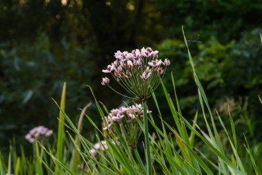 Foto butomus umbellatus çiçek burchardia, makro fotoğraf, orman suyu zambağı çiçeği, yaz baharı, botanik, arka plan pembesi.