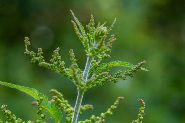 Urtica dioica or stinging nettle, in the garden. Stinging nettle, a medicinal plant that is used as a bleeding, diuretic, antipyretic, wound healing, antirheumatic agent.
