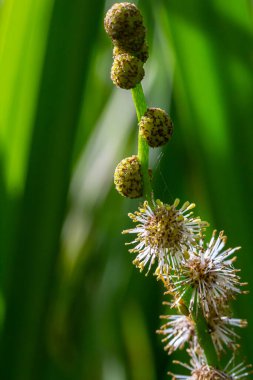 Kirpi dallı Sparganium erektumu - doğal bir bahçenin bahçe havuzunda çiçek açan bitki.