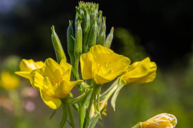 Sarı akşam çuha çiçeği Oenothera biennis, kozmetik, cilt bakımı ve egzama için ilaç fabrikası.