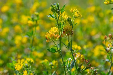 Medicago falcata, Medicago cinsinin bitki türü. Avrupa ve Asya 'nın çoğuna özgüdür..