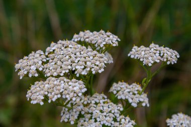 Uçan taşikardili Achillea Millefolium.