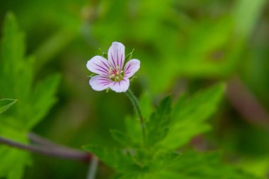 Sibirya sardunyası Geranium sibiricum yazın vahşi doğada yetişir..