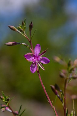Willowhere epilobium angustifolium. Çiçekli Sally EpiIobium angustifolium .