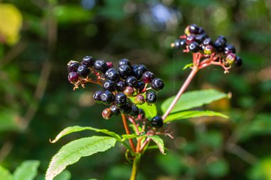 Sambucus Ebulus Danewort Bitkisi.