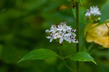 Sambucus coşkusu doğal ortamda çiçek açıyor..