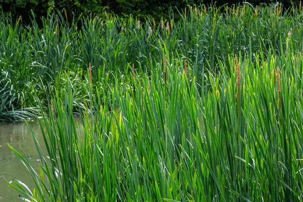 Geniş yapraklı yarasa Typha latifolia bataklık yaşam alanlarını tercih eder, sık sık gölet kıyısında yaşar..