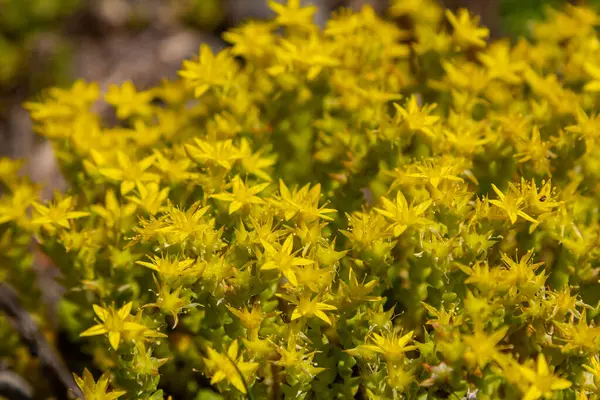 Müller tohumları orman yatağında. Sedum dönümü. Tarlada yetişen sarı çiçekler.