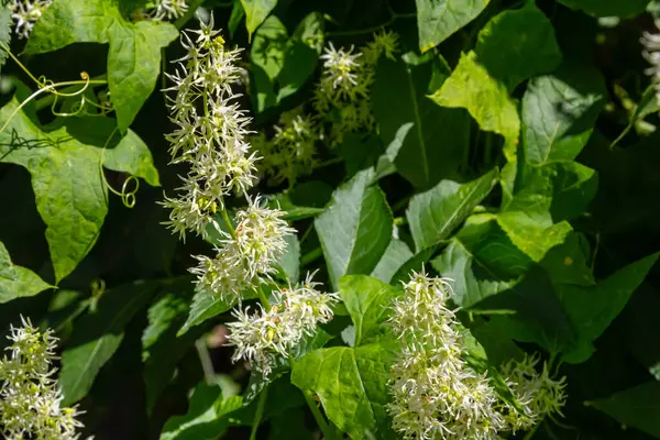 Yabani salatalık, Echinocystis lobata beyaz çiçekler yakın çekim seçici odak.