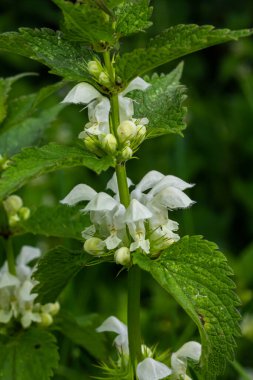 Güneşli bir günde filizlenen ölü ısırgan otu yakın plan. Lamium albümü. Lamiaceae Ailesi.