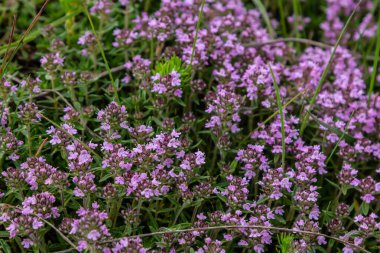 Çiçekli kokulu Thymus Serpilllum, Breckland yabani kekik, sürünen kekik, ya da elf kekik yakın çekim, makro fotoğraf. Güneşli bir günde tarlada güzel yiyecekler ve tıbbi bitkiler