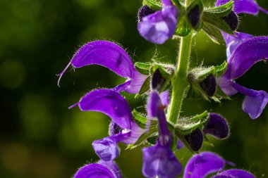 Salvia pratensis, Lamiaceae familyasından Avrupa, Batı Asya ve Kuzey Afrika 'ya özgü bir bitki türüdür..