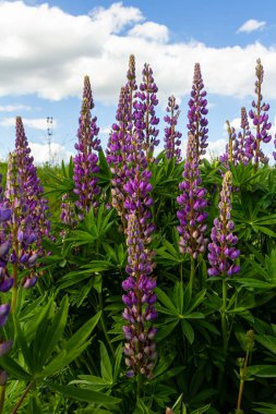 Lupinus, lupin, acı bakla alan pembe mor ve mavi çiçekli.