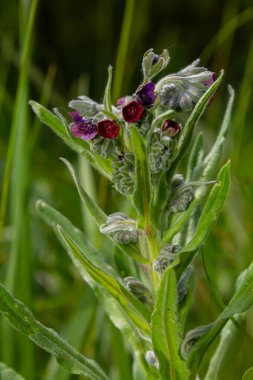 Vahşi doğada, Cynoglossum otlar arasında çiçek açar. Tipik bir yaşam alanındaki ortak sedumun renkli çiçeklerine yakın çekim.