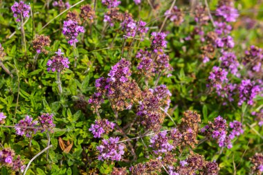 Çiçekli kokulu Thymus Serpilllum, Breckland yabani kekik, sürünen kekik, ya da elf kekik yakın çekim, makro fotoğraf. Güneşli bir günde tarlada güzel yiyecekler ve tıbbi bitkiler