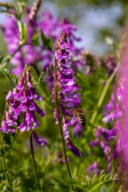 Vetch, vicia cracca değerli bal bitkisi, yem ve tıbbi bitki. Kırılgan mor çiçek arkaplanı. Yünlü ya da Fodder Vetch bahar bahçesinde çiçek açar..