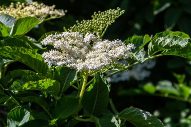 Çiçek tomurcukları ve siyah yaşlı bahar, Sambucus nigra, çiçekler.