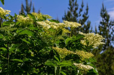 Çiçek tomurcukları ve siyah yaşlı bahar, Sambucus nigra, çiçekler.